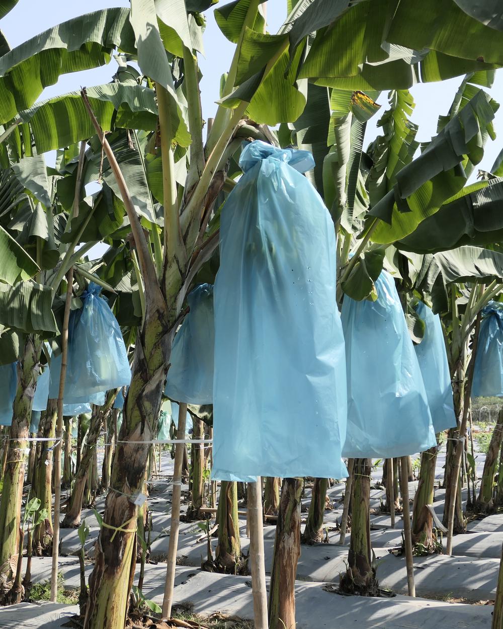 Racimos de banano protegidos con bolsas azules en la plantación
