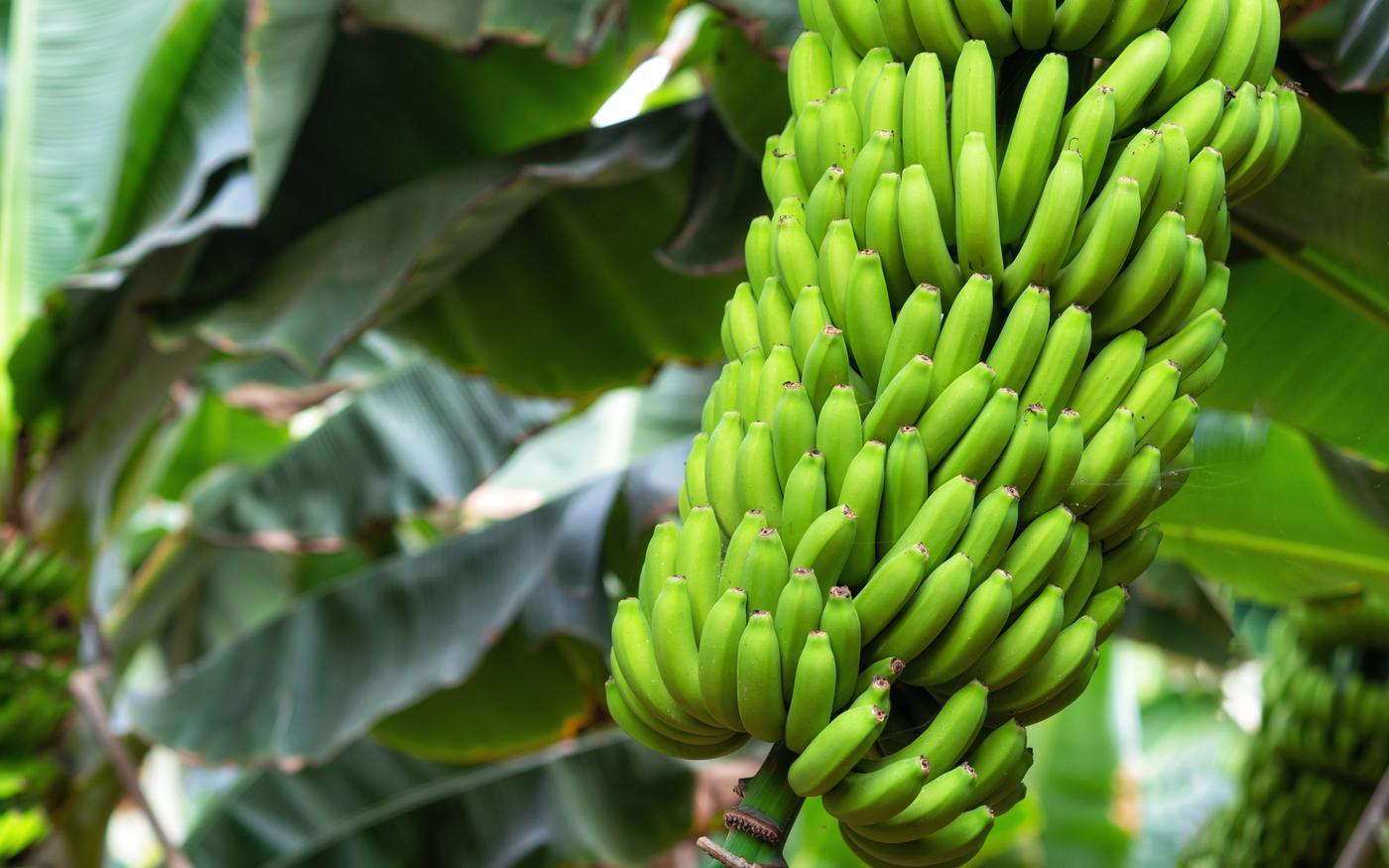 Racimo de banano verde en la mata